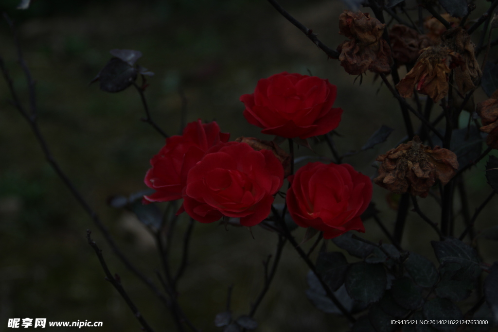 月季花