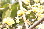 梅花