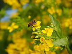 蜜蜂采蜜