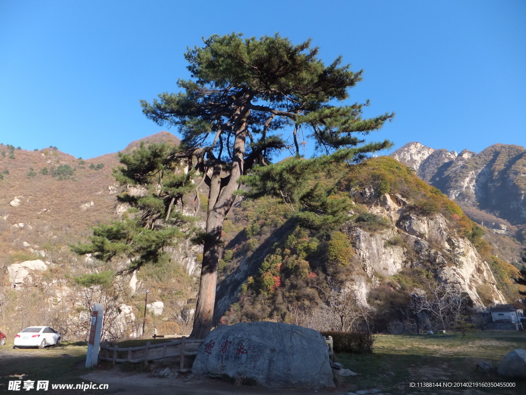 华山松树