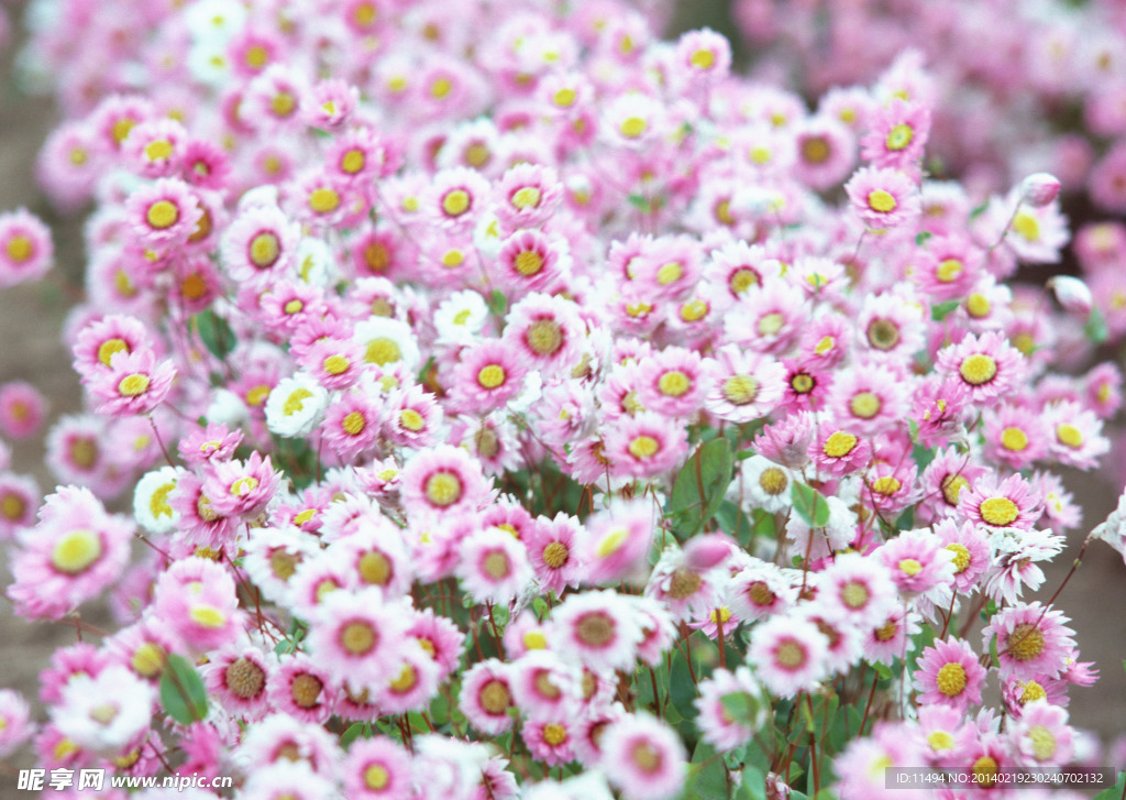 小雏菊