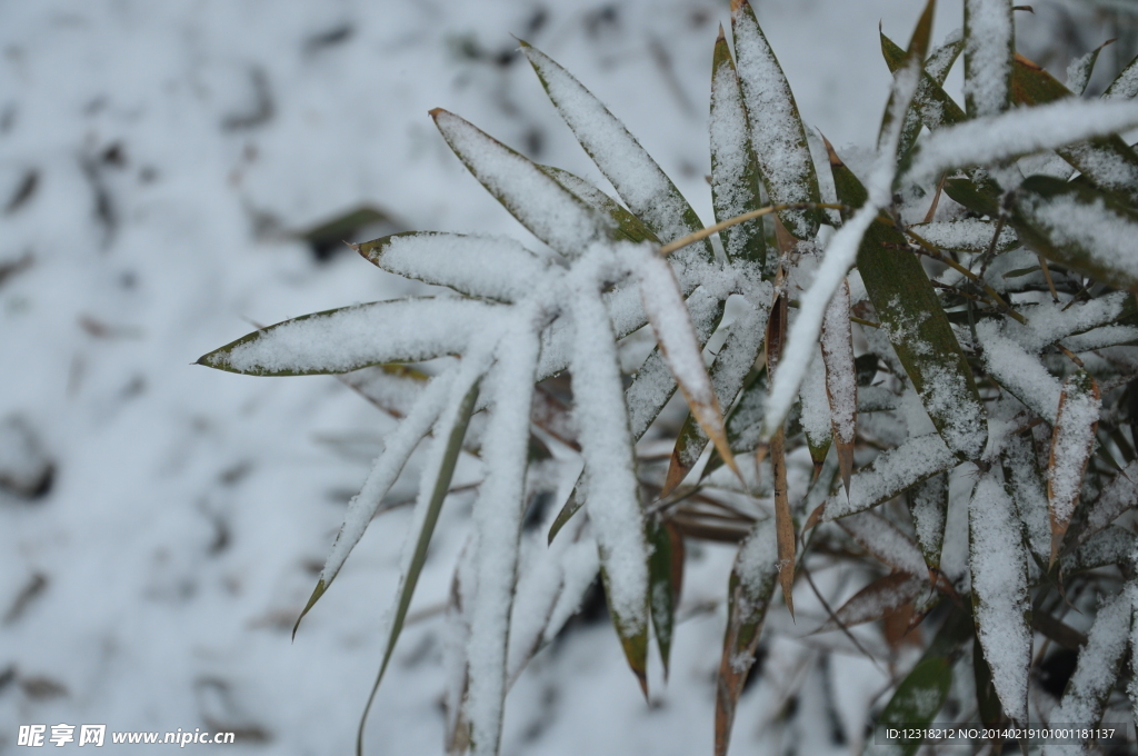 雪中竹