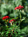 月季花