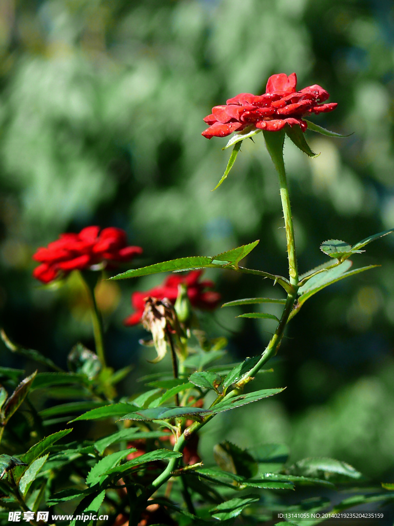 月季花