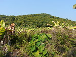 农田 香蕉地