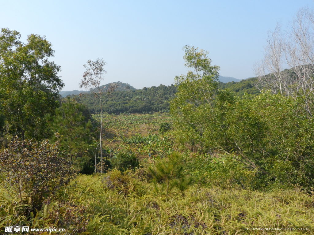 香蕉地 小山丘