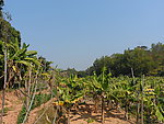 农田 香蕉地