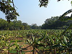 农田 香蕉地