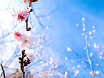 日本樱花