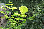 草丛