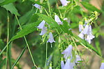 野花