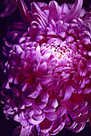 光绘 花