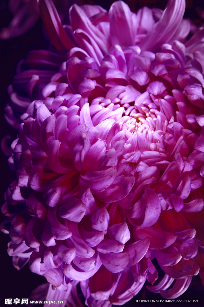 光绘 花