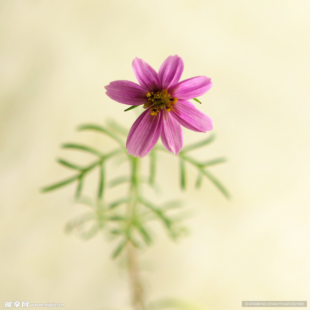 波斯菊