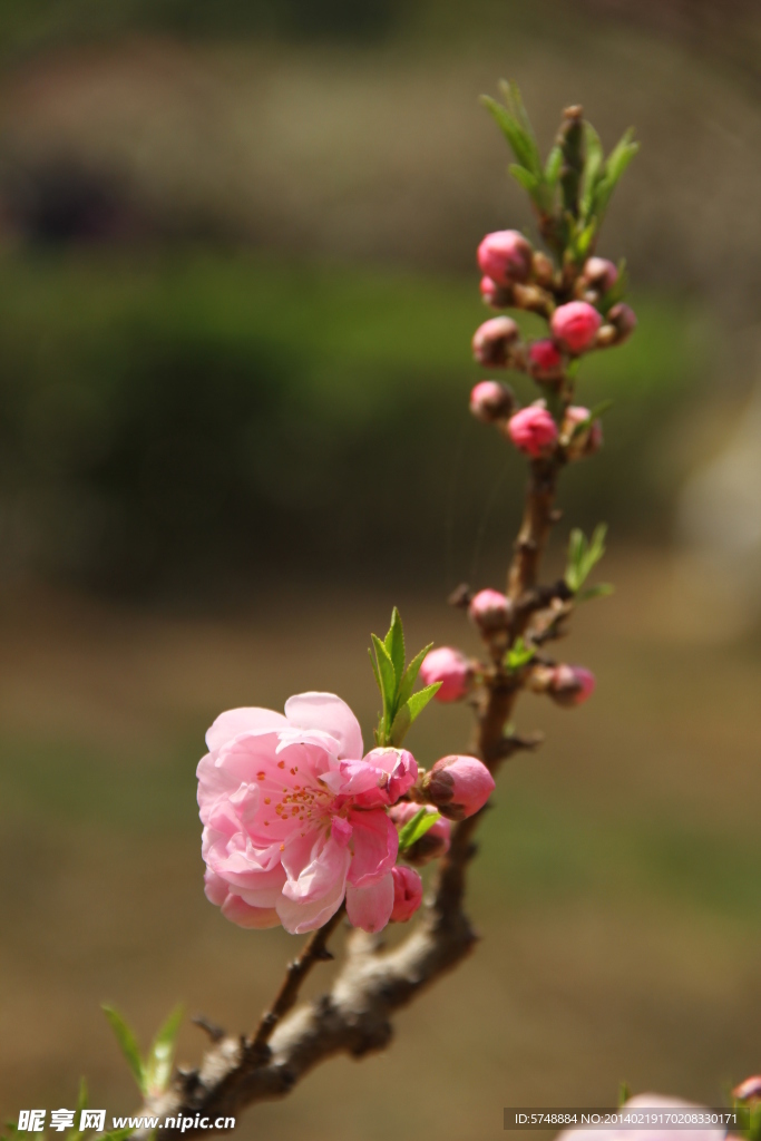 桃花