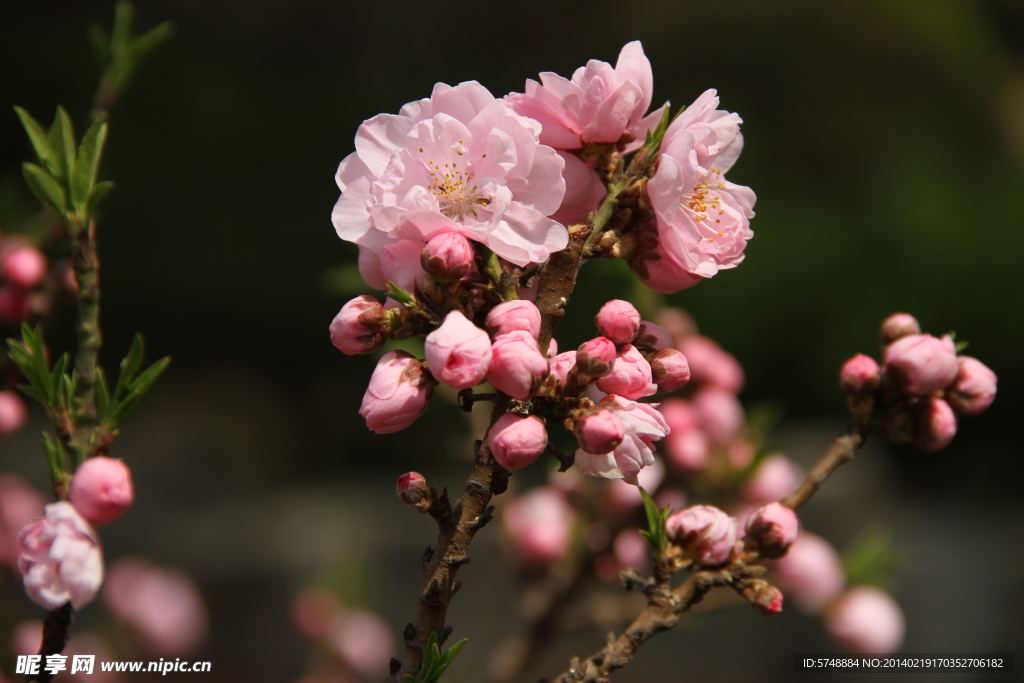 桃花