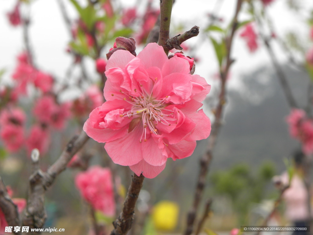 桃花