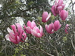 玉棠春