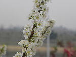 梨花