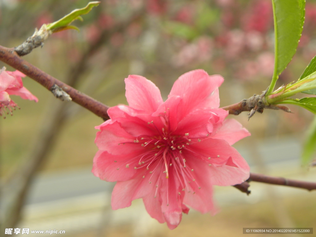 桃花