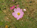 花草