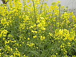 油菜花