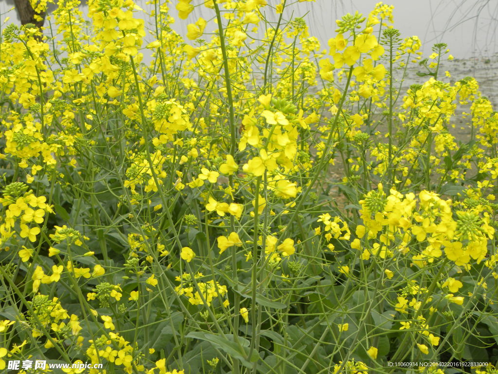 油菜花