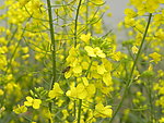 油菜花