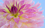 水上花