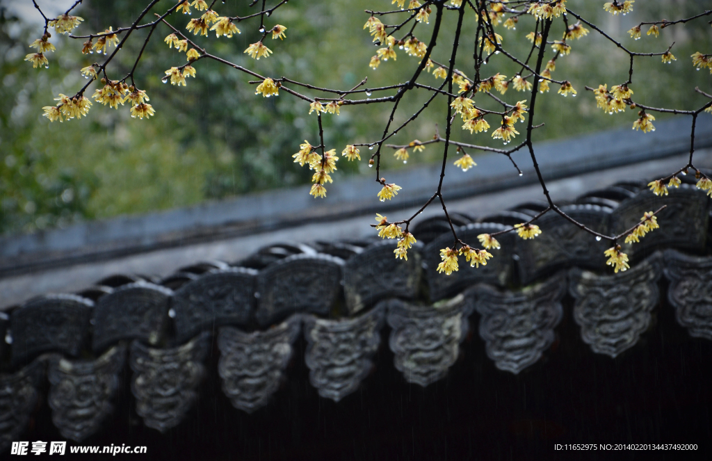 春雨 雨水