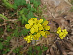 油菜花
