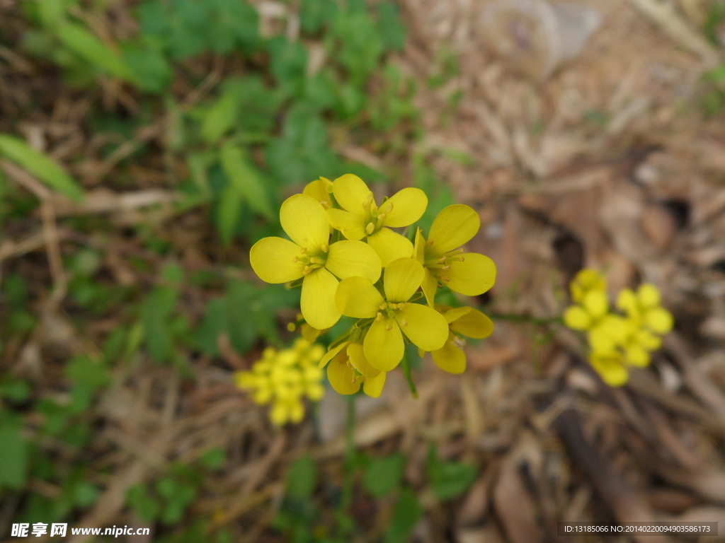 油菜花