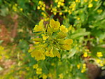 油菜花