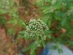 灰菜