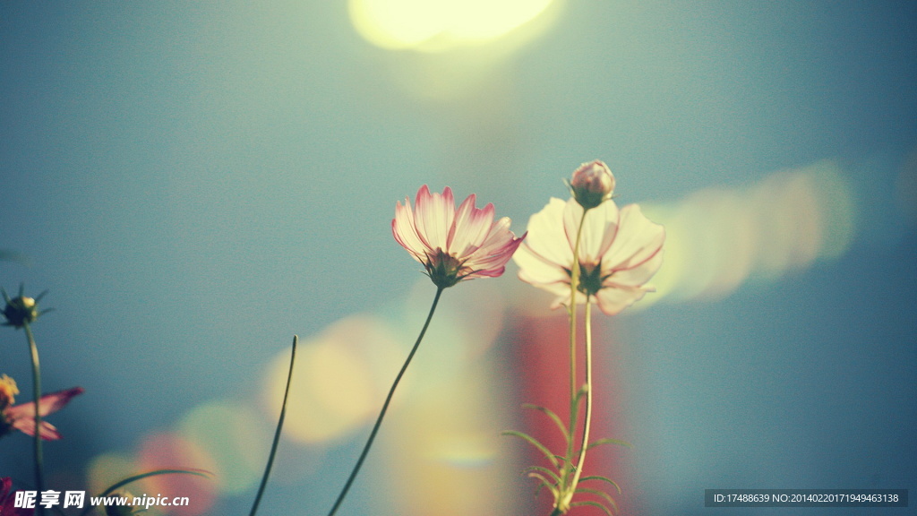 高清花草唯美图