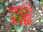 长寿花 红色花