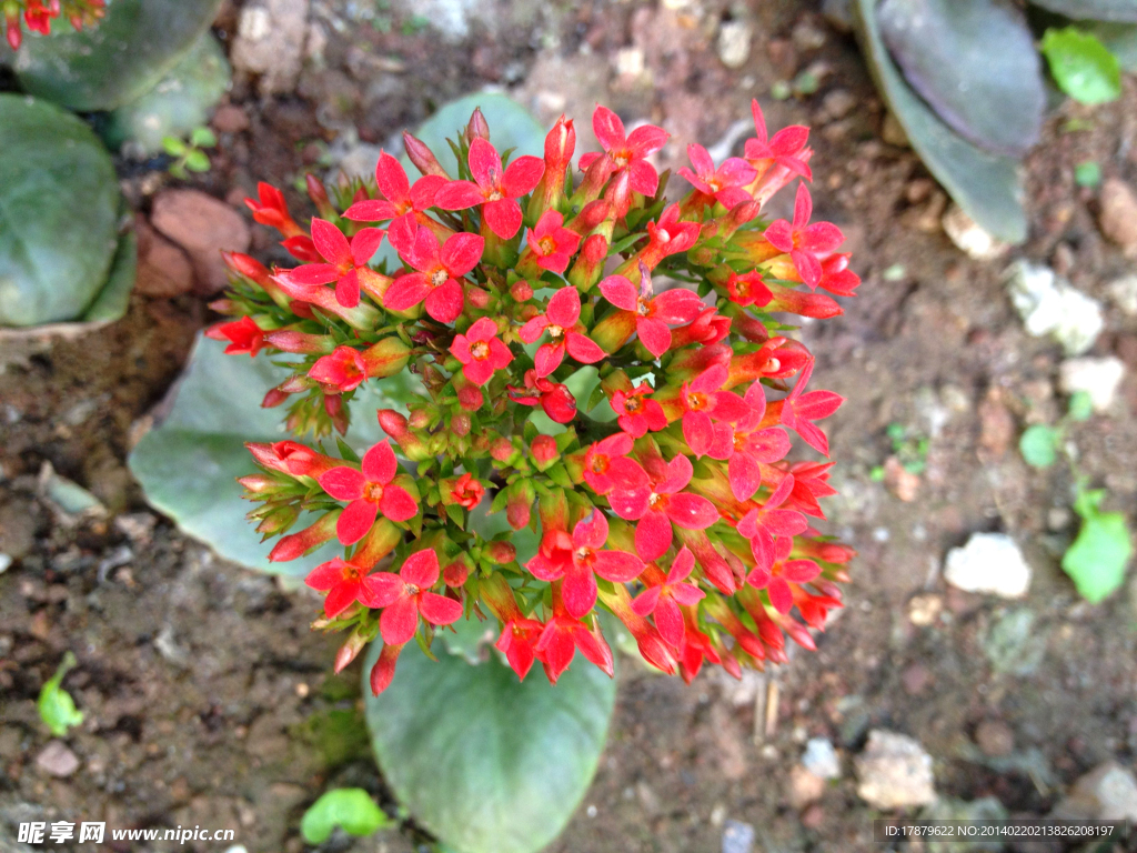 长寿花 红色花