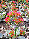 长寿花 花地