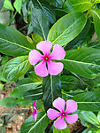 长春花 叶子