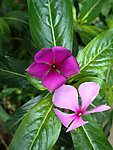 长春花 叶子