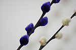 毛绒花