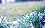 淡雅兰花