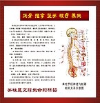 脊柱海报