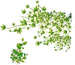 矢量树叶 绿叶