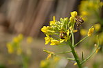 蜜蜂 油菜花