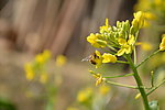 蜜蜂 油菜花