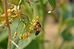 蜜蜂 油菜花