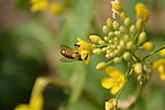 蜜蜂 油菜花