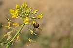蜜蜂 油菜花