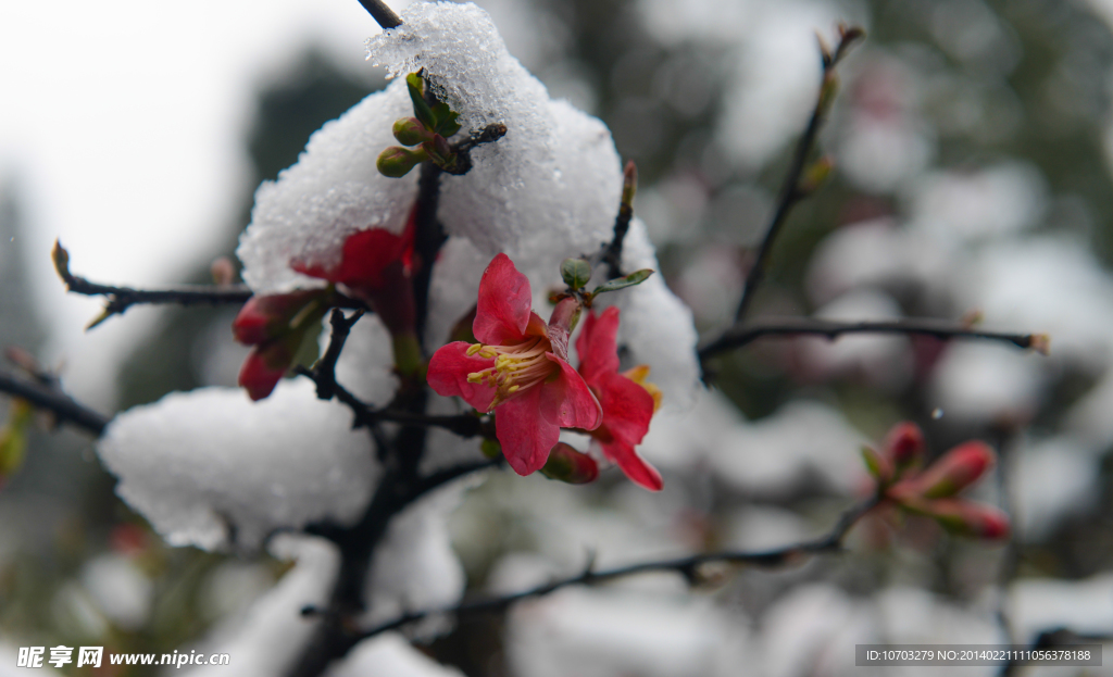 梅花傲雪